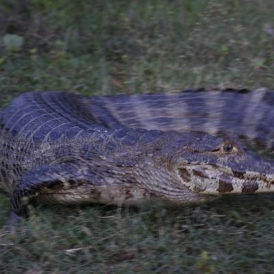 Pantanal, Brésil