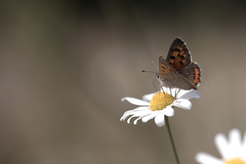 Damier athalie (Les Nymphalidae)