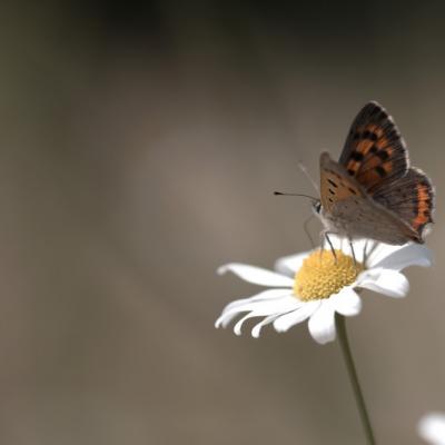 Damier athalie (Les Nymphalidae)