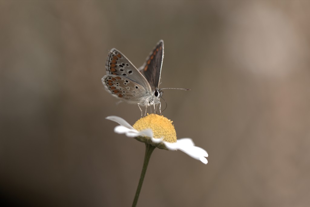 Argus bleu où Icare (lysandra bellargus)