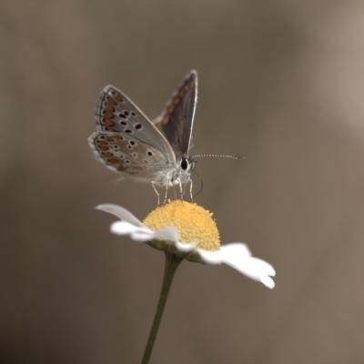 Argus bleu où Icare (lysandra bellargus)