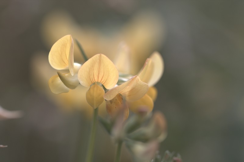 Lotier commun (Lotus corniculatus)