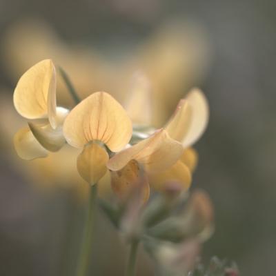 Lotier commun (Lotus corniculatus)