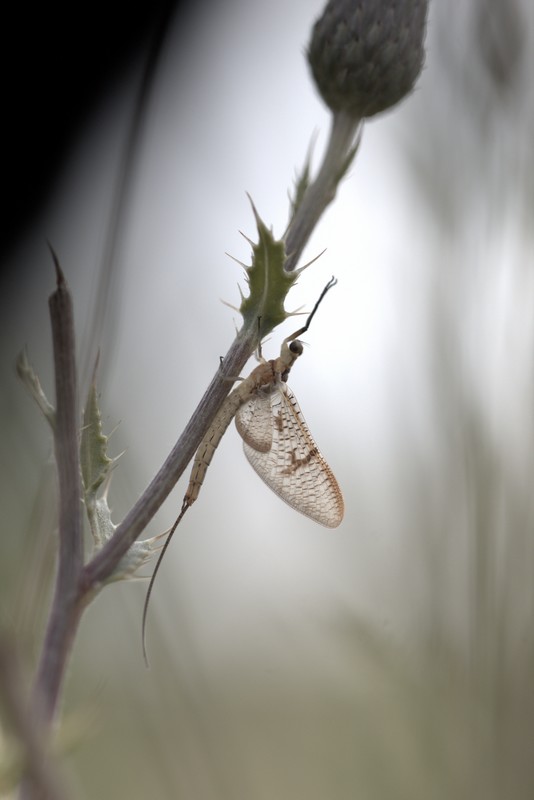 Ephémère (Ephemeroptera)