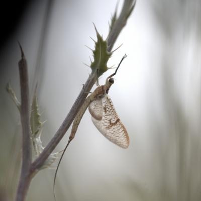 Ephémère (Ephemeroptera)