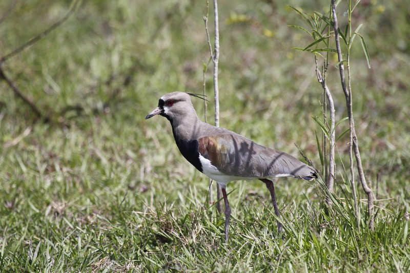 Pantanal, Brésil