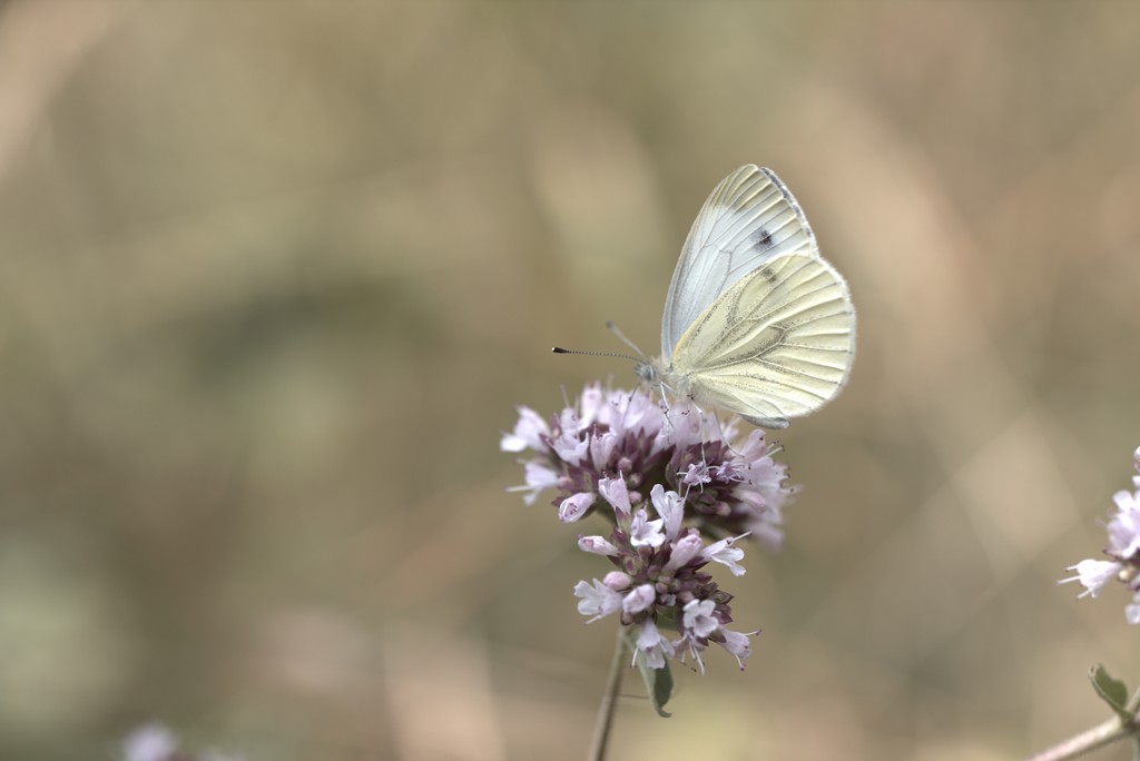 Piéride du navet ( Pieris napi napi)