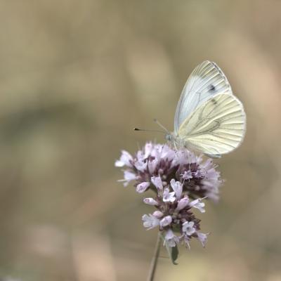 Piéride du navet ( Pieris napi napi)