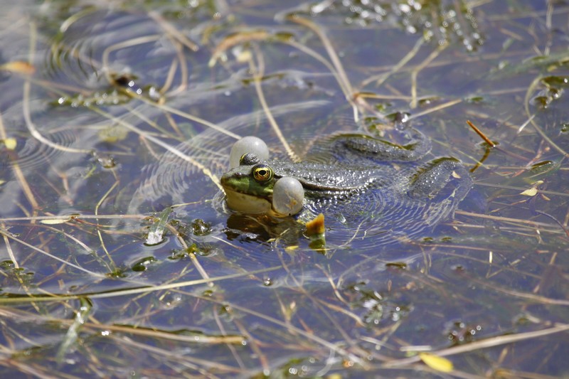 Grenouille verte