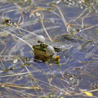 Grenouille verte