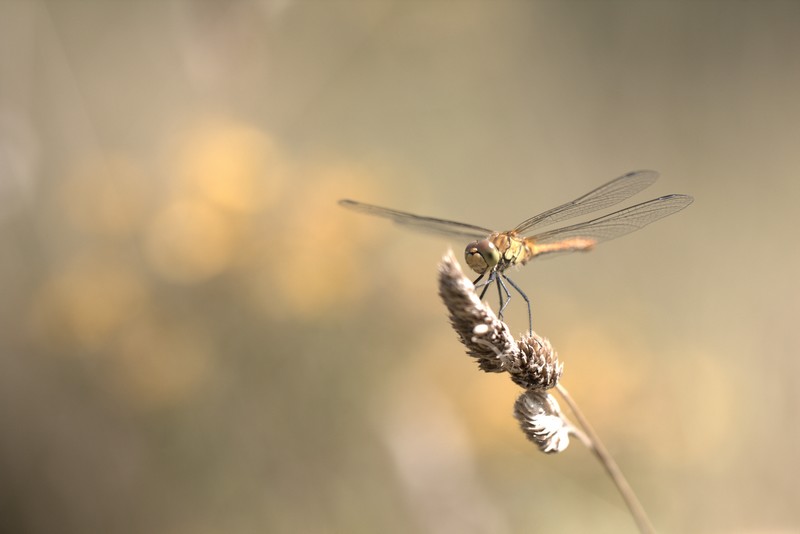 Libellule (Anisoptera)