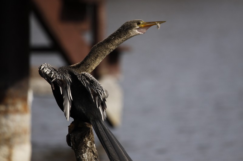 Pantanal, Brésil