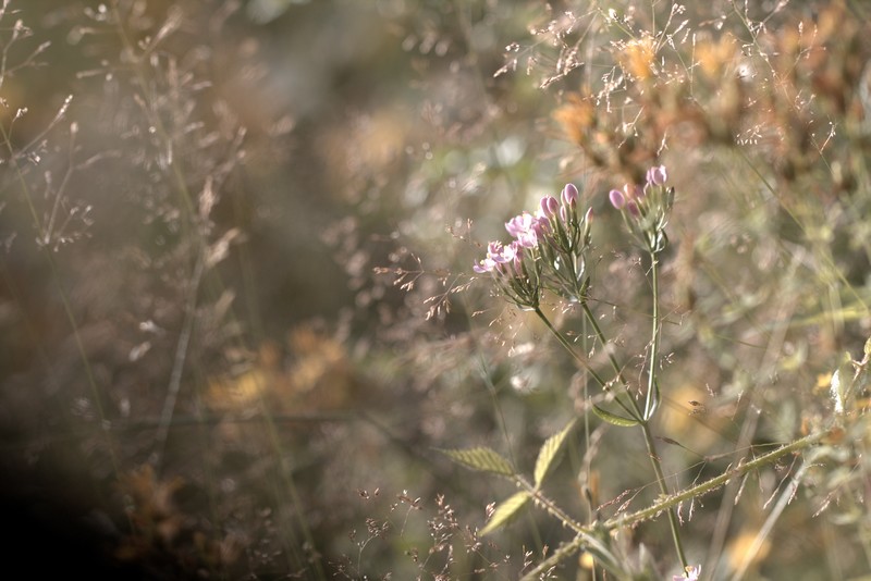 Centaury européen (Centaurium erythraea)