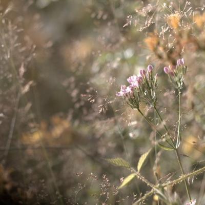 Centaury européen (Centaurium erythraea)