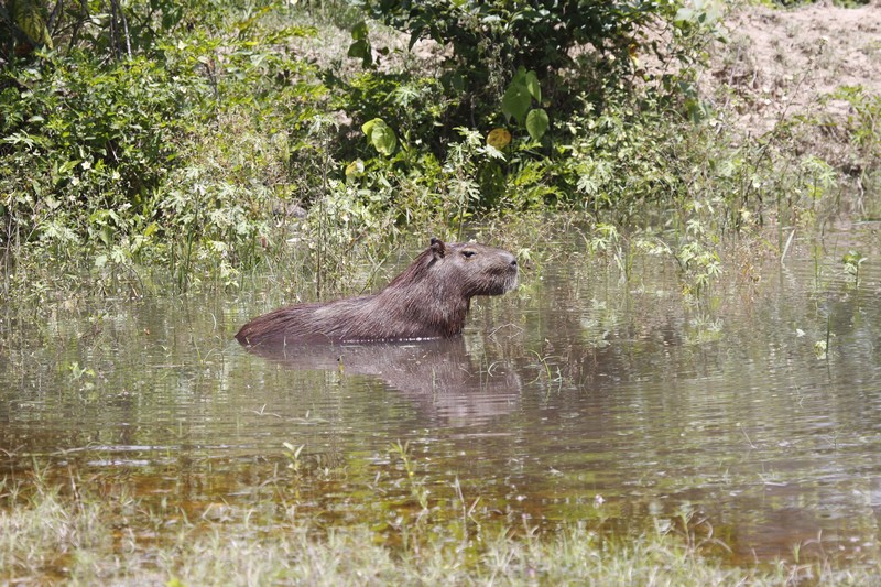 Pantanal, Brésil