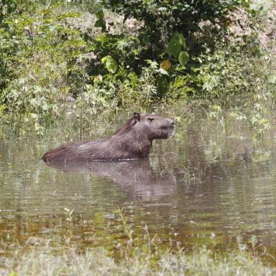 Pantanal, Brésil