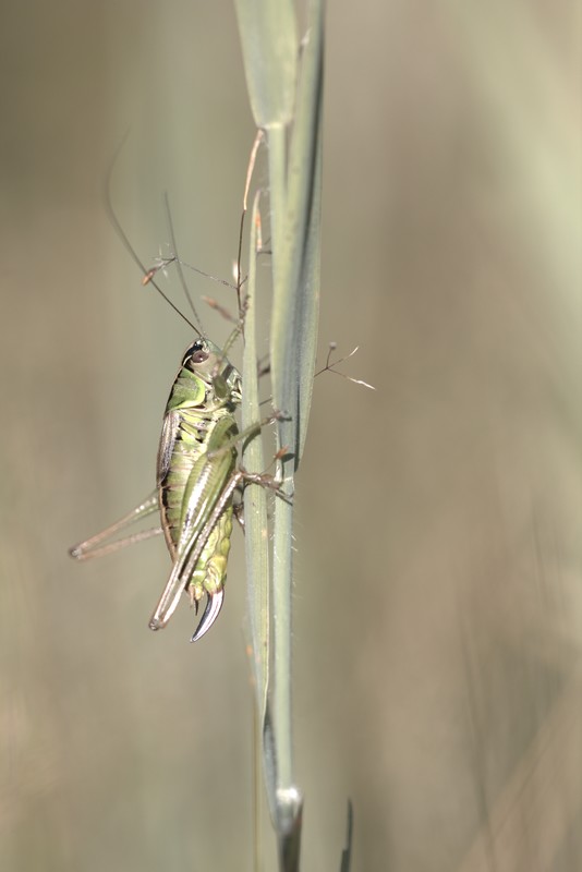 Grande sauterelle verte (Tettigonia viridissima)