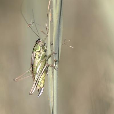 Grande sauterelle verte (Tettigonia viridissima)