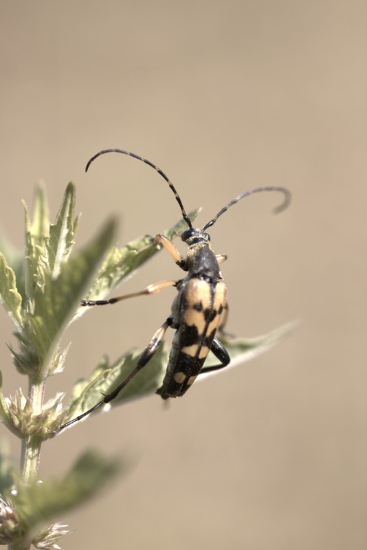 Lepture tachetée (rutpela maculata)