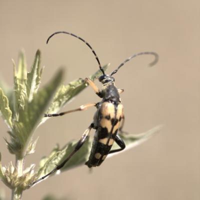 Lepture tachetée (rutpela maculata)