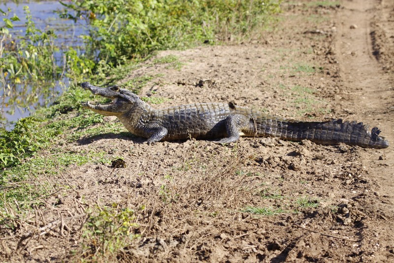 Pantanal, Brésil