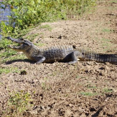 Pantanal, Brésil