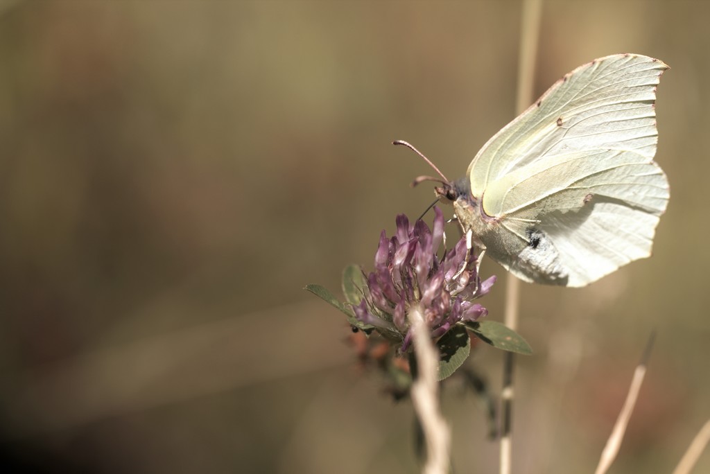 Citron ( Gonepteryx rhamni)