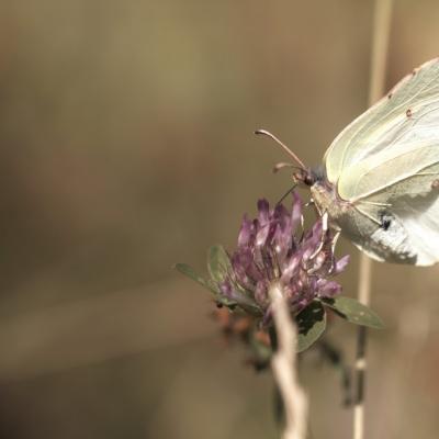 Citron ( Gonepteryx rhamni)