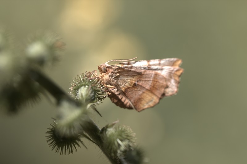 L'Ennomos Illunaire  (Selenia dentaria)(Geometridae)