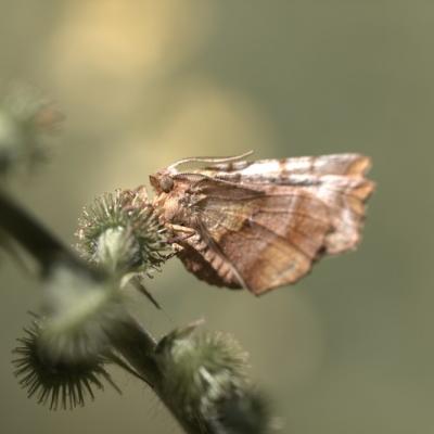 L'Ennomos Illunaire  (Selenia dentaria)(Geometridae)