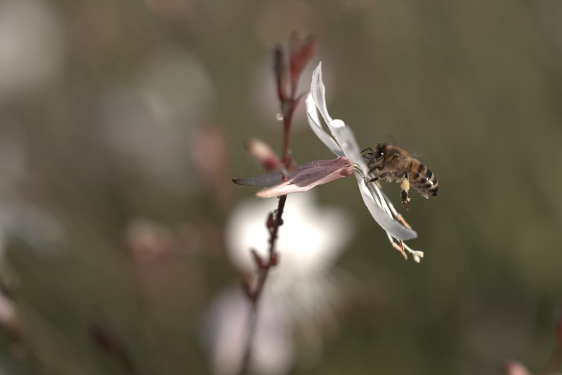 Gaura lindheimeri  (Oenothera lindheimeri)