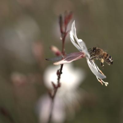 Gaura lindheimeri  (Oenothera lindheimeri)