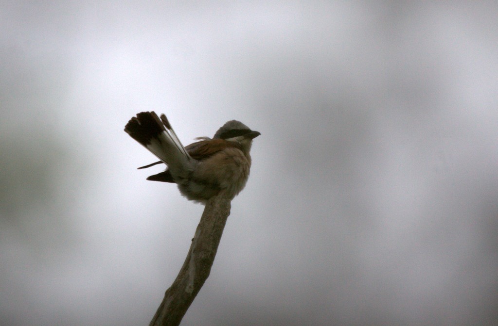    Pie- grièche écorcheur  (Lanius collurio)