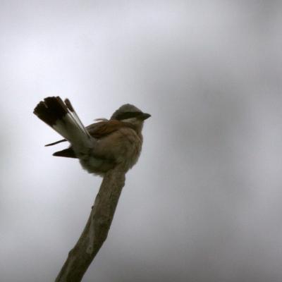    Pie- grièche écorcheur  (Lanius collurio)