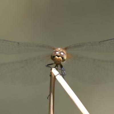 Libellule (Anisoptera)