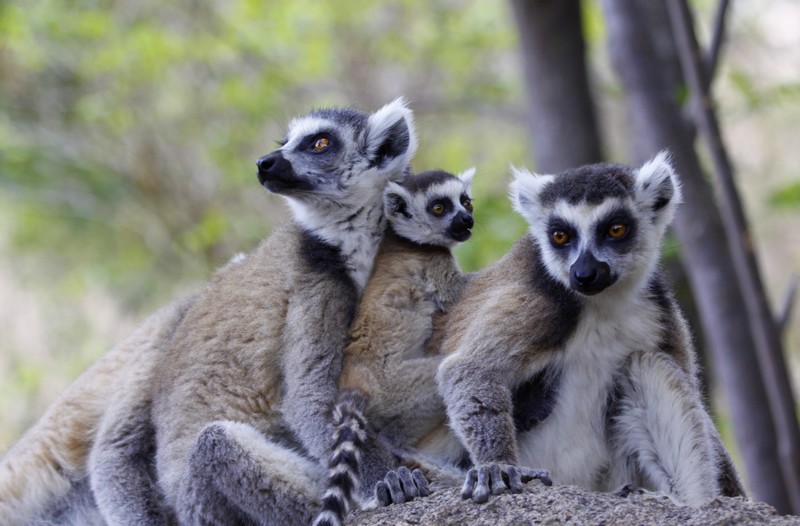 Lémuriens Madagascar