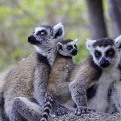 Lémuriens Madagascar