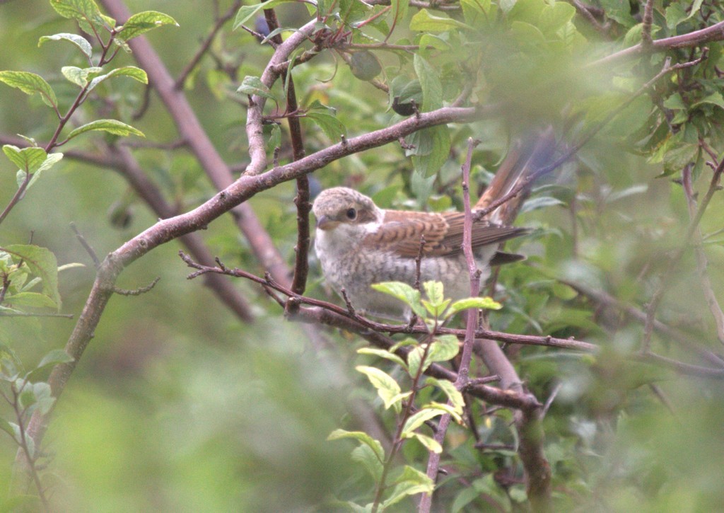  Pie-grièche écorcheur (Lanius collurio)