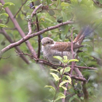  Pie-grièche écorcheur (Lanius collurio)