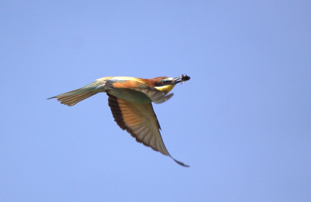  Guêpier d'Europe (Merops apiaster)