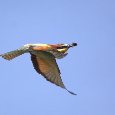  Guêpier d'Europe (Merops apiaster)