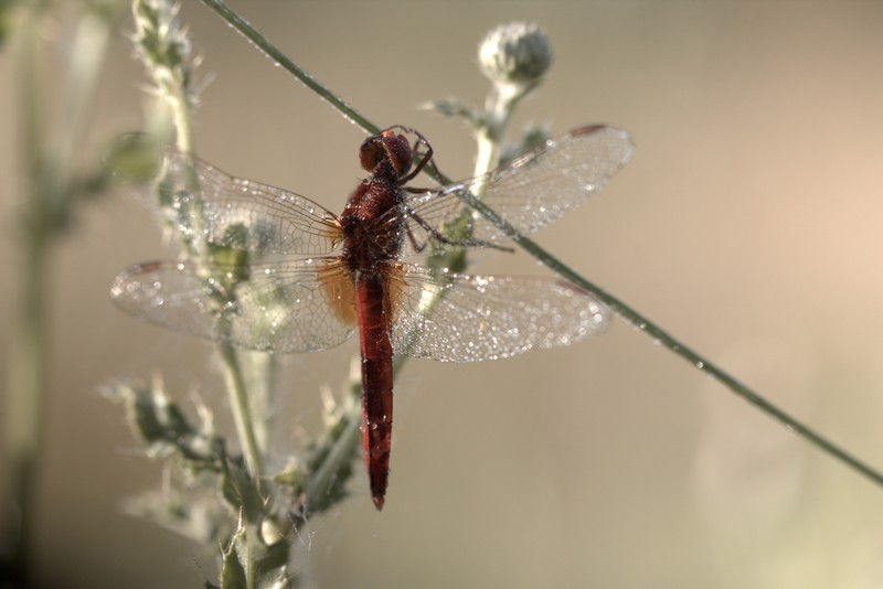 Libellule (Anisoptera)