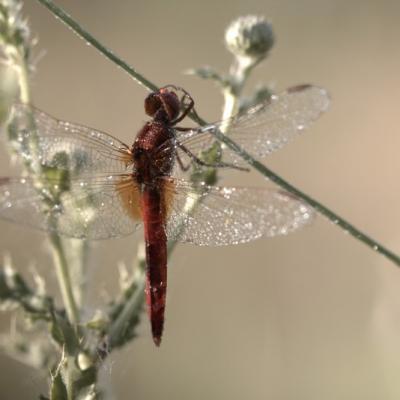 Libellule (Anisoptera)