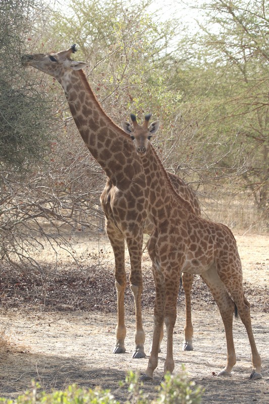 Sénégal