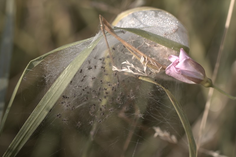 Araignées dans leur cocon