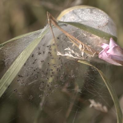 Araignées dans leur cocon