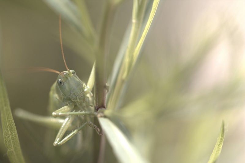 Grande sauterelle verte (Tettigonia viridissima)