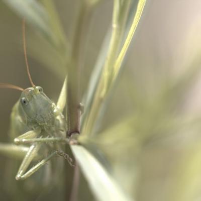 Grande sauterelle verte (Tettigonia viridissima)