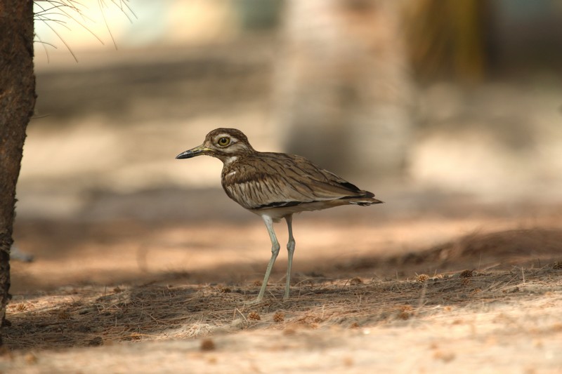  Sénégal