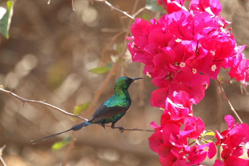 Costa Rica